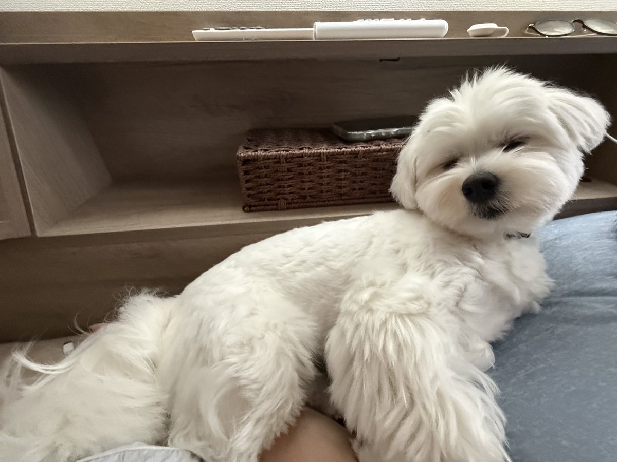 _kinarinari's tweet photo. のそのそ上がってきて人間の腕におちり乗っけがち https://t.co/BRXAar94jy
