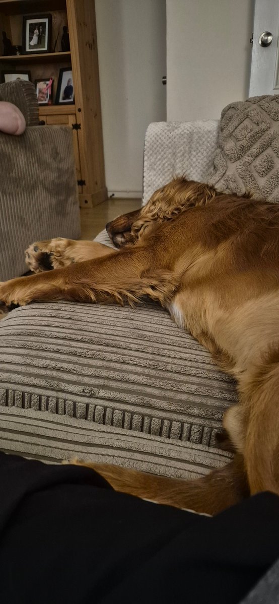 Lunt72Tim's tweet photo. Harvey's had an hectic day 🤣 #lazysod https://t.co/DULXnJo0EO