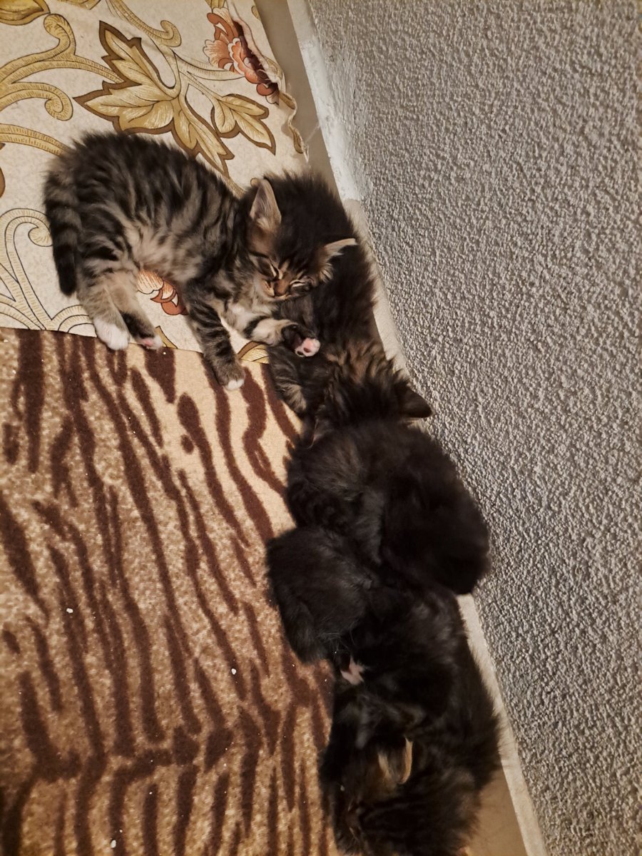 zlem2025's tweet photo. Minnoşlarıma bakınn https://t.co/say9u7JlLr