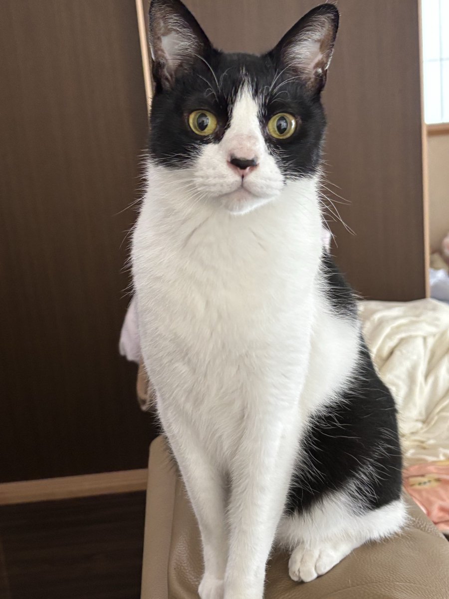 おはようございますﾆｬﾝ✨️ #猫のいる暮らし #ハチワレ #もなかｸﾝ