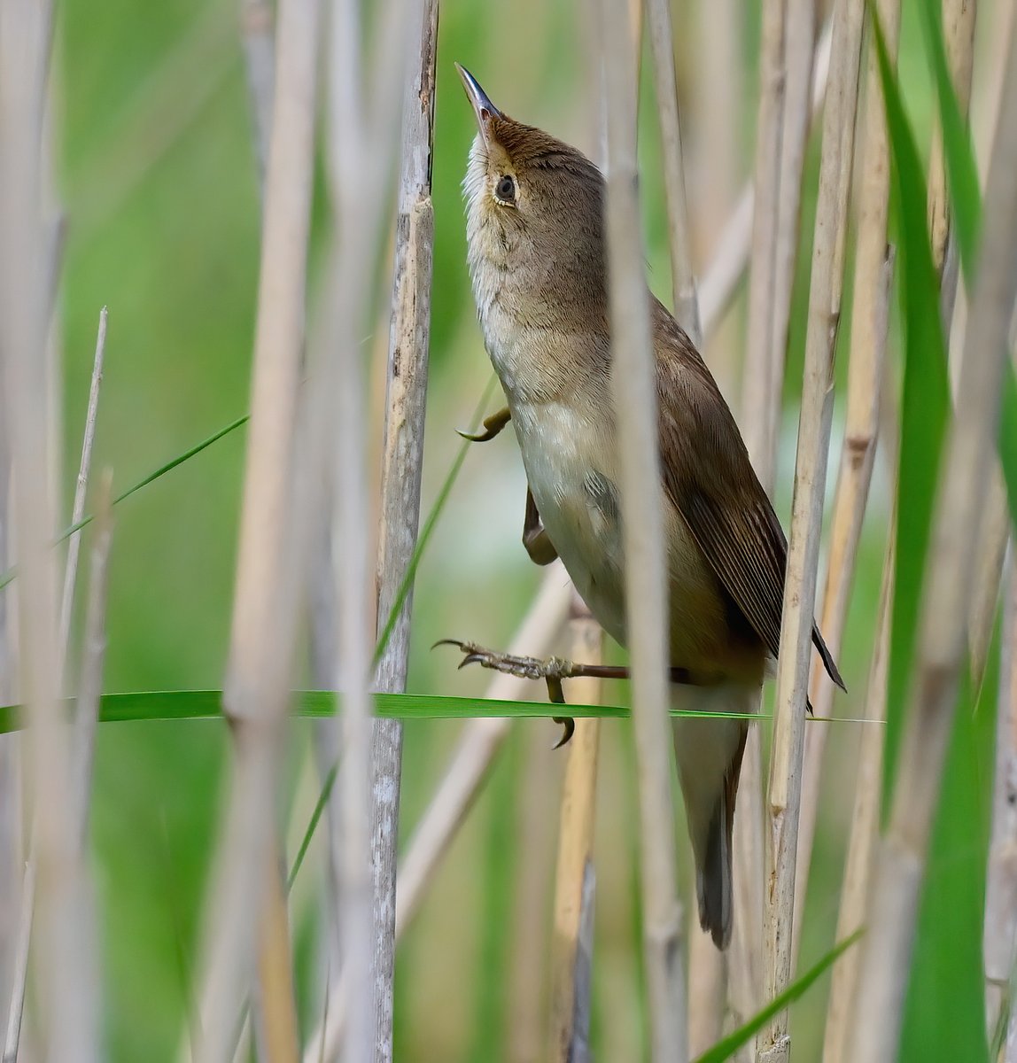 CarlBovisNature's tweet photo. Reed Warbler shooting up a reed stem so fast the feet aren't actually touching the reed! 😮
 Happy to get this shot, not easy!😊
 Taken a couple of weeks ago at Steart Marshes in Somerset. 🐦 https://t.co/FgAPjoW8sK