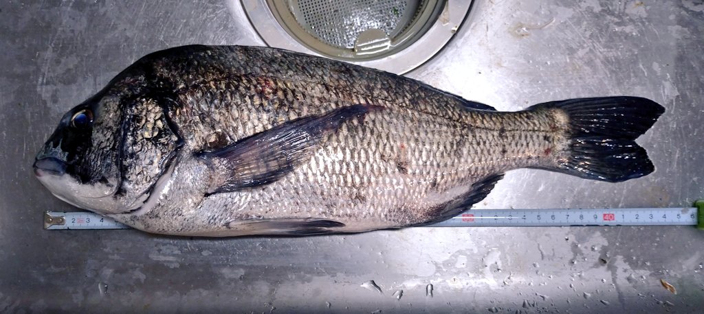 44cm 