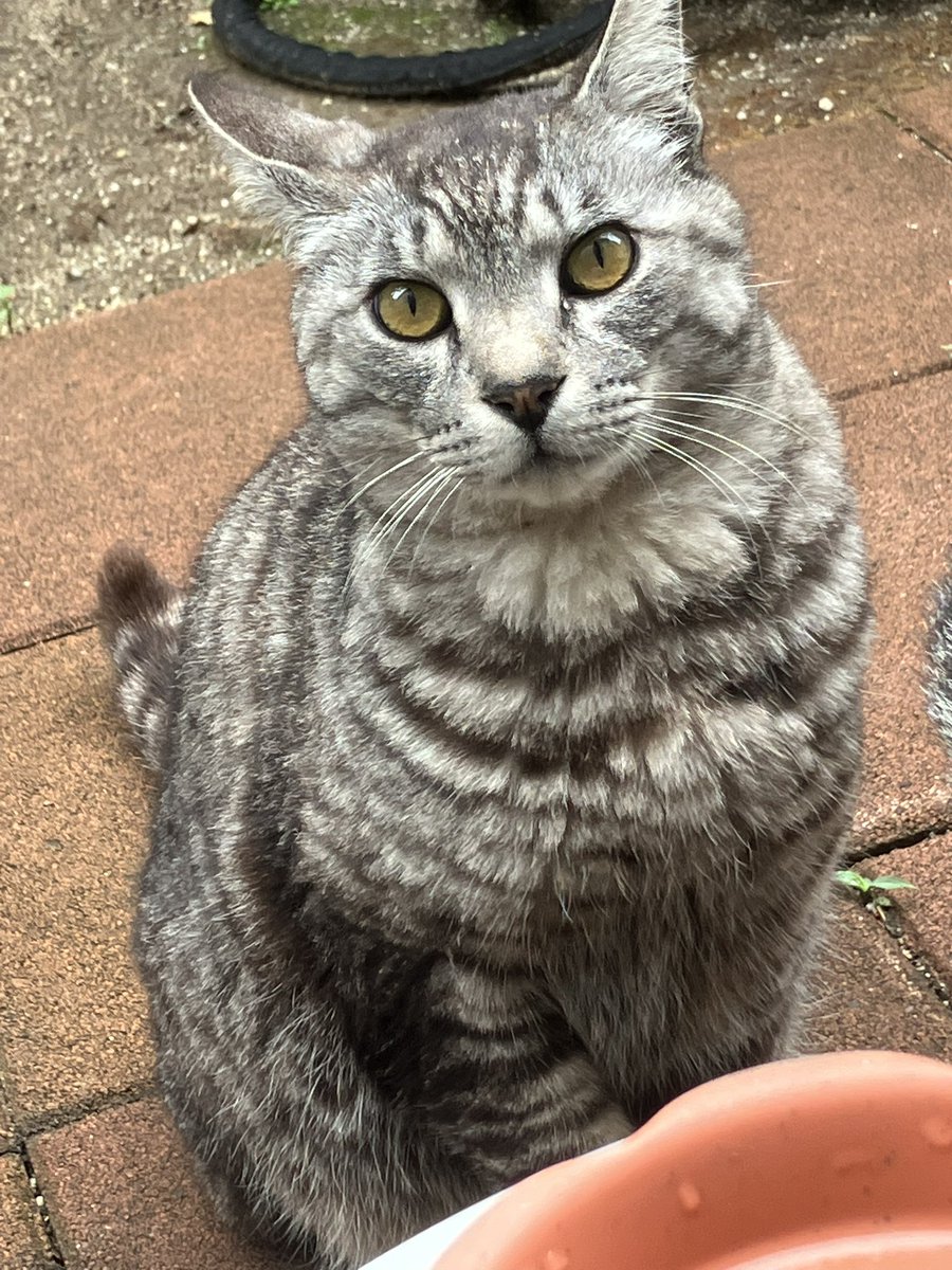 tenemerero's tweet photo. 今日のトラ
#ねこ
#のら https://t.co/yBKOSWBaHE