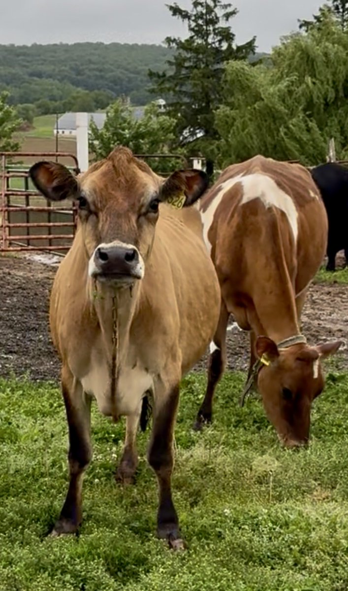 Amish Butter & Honey tweet media