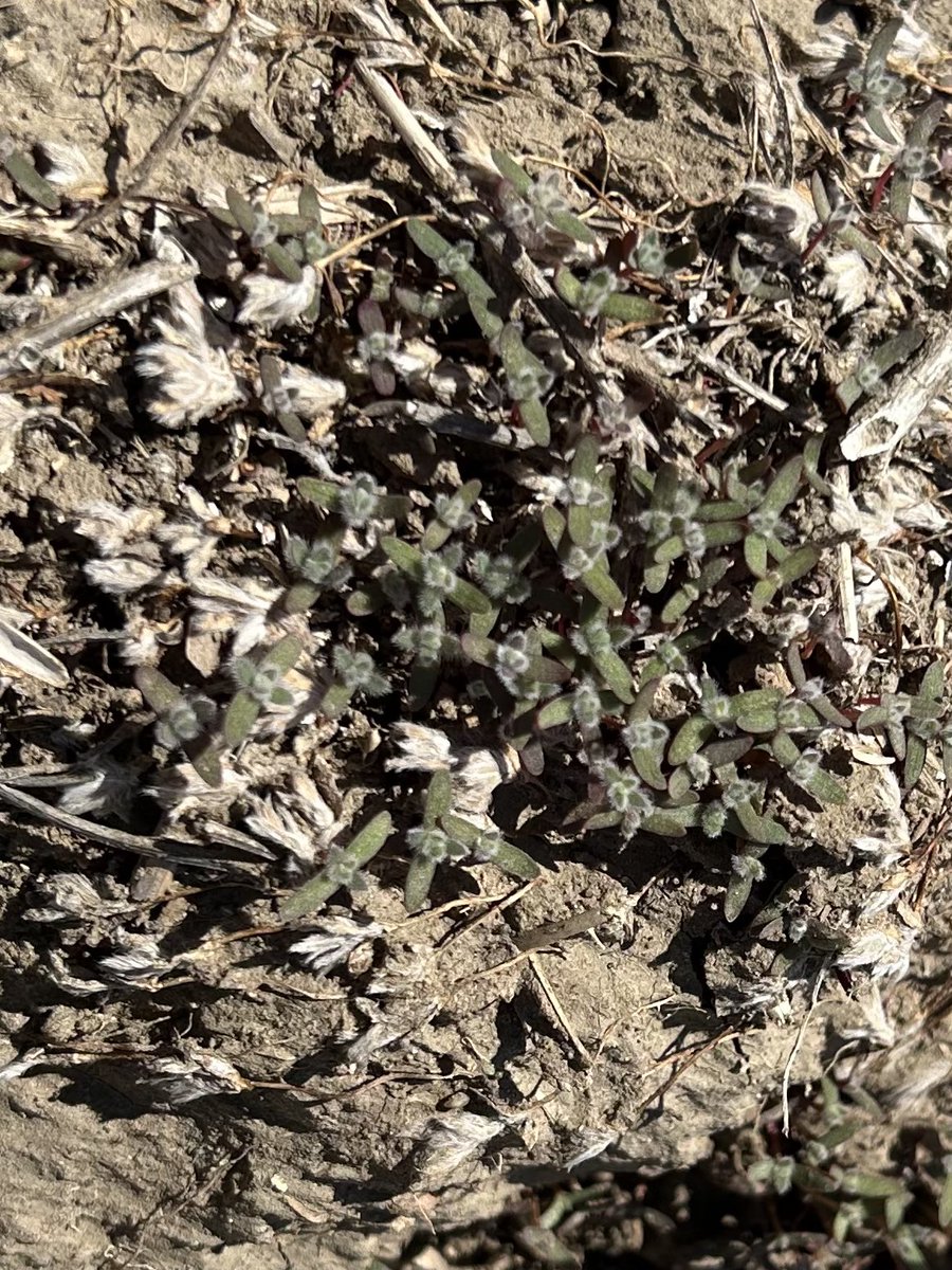 PickMeProduce's tweet photo. Crop progress. Durum is in two leaf, Russian thistle is up, kochia has a second flush up, damn weed. In crop will be beginning very soon. https://t.co/yKaM1ye9Ch