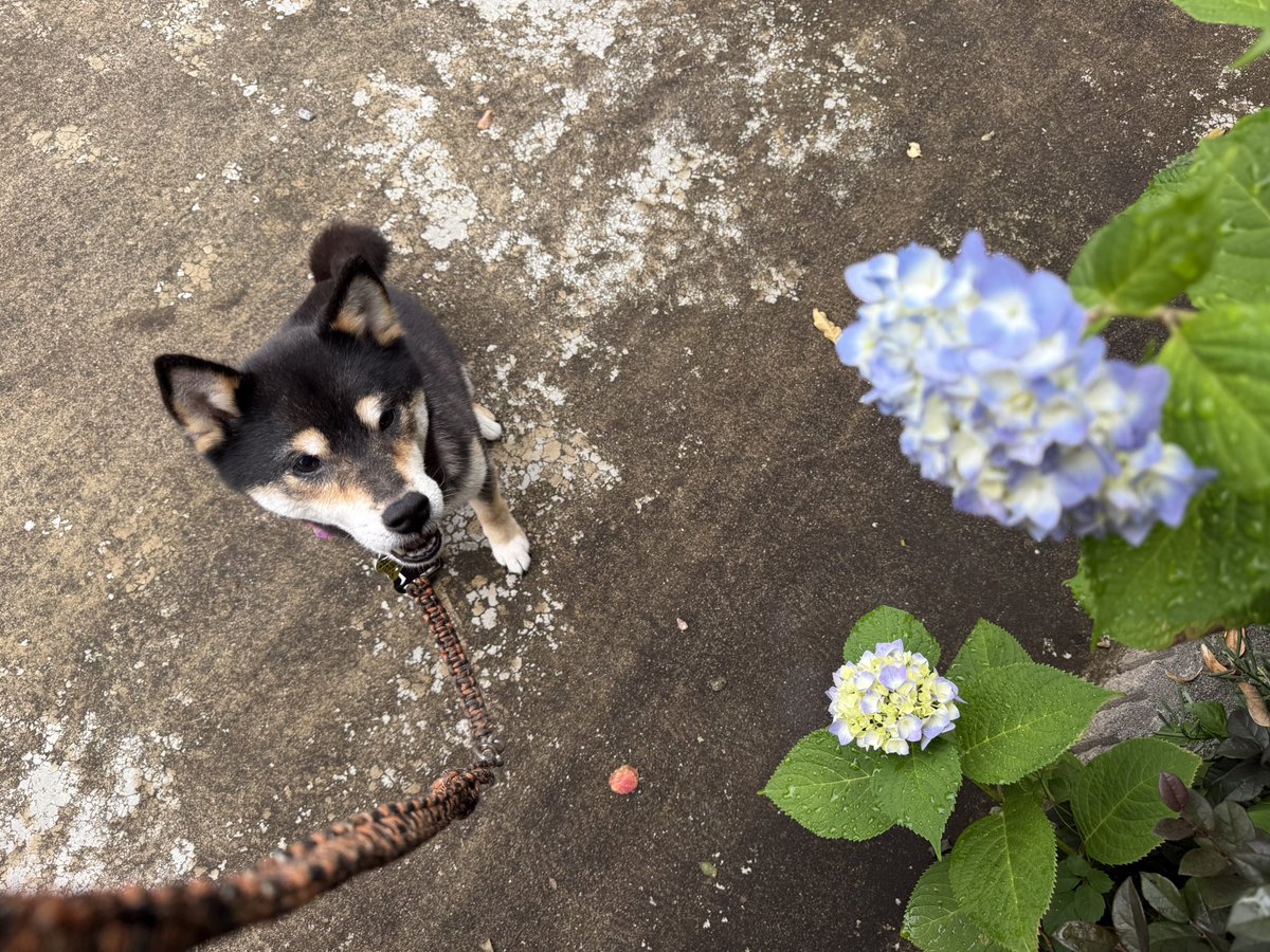 emaason's tweet photo. 小ぶりだけど
庭の紫陽花が咲いてた…！
記念にココとパシャリ。 https://t.co/uk3O1wrRMe