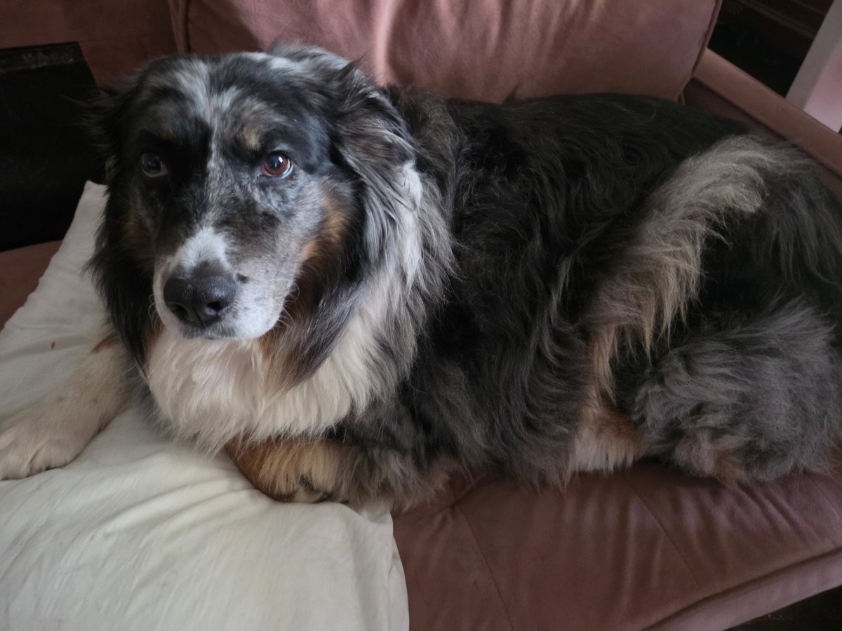 _XOXO_Alice_'s tweet photo. Safety supervisor Nita says "it's TOO HOT TO WORK" and has retired to her office aka her legless couch bed https://t.co/kyJ0z3PJUW