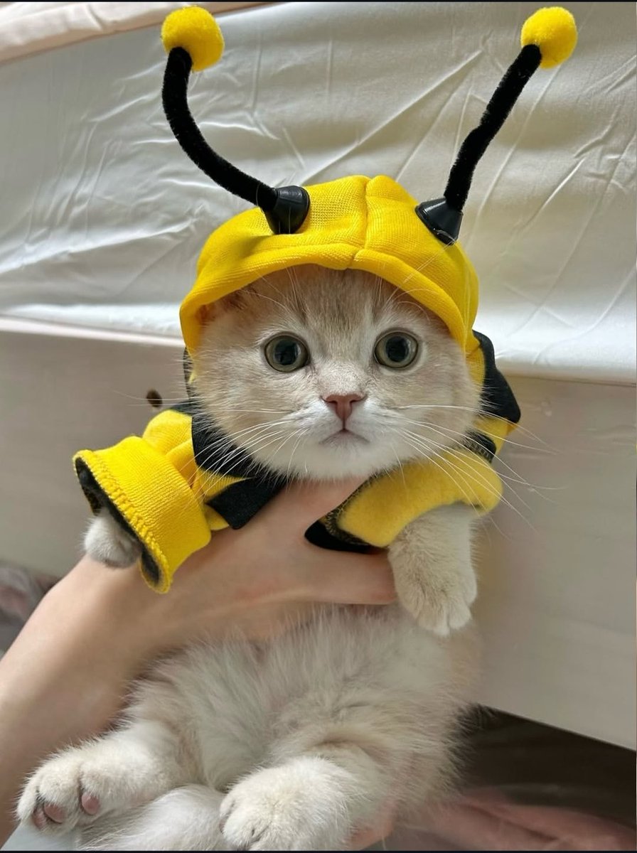 Cat 🐈 tweet media