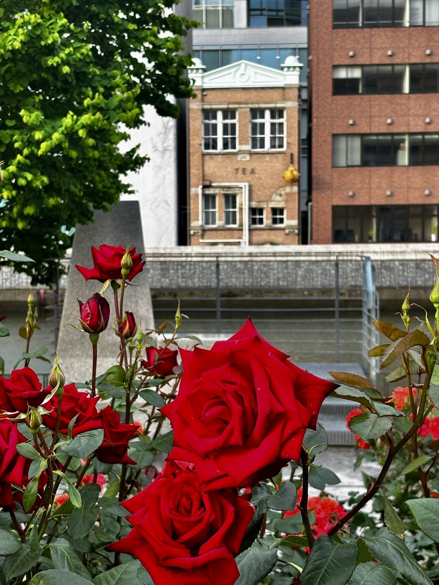 banraisha's tweet photo. おはようございます🌹
学びの方向性が社会心理学に向きつつあります。　#慶應通信　#キャリコン https://t.co/nCus2rssvo