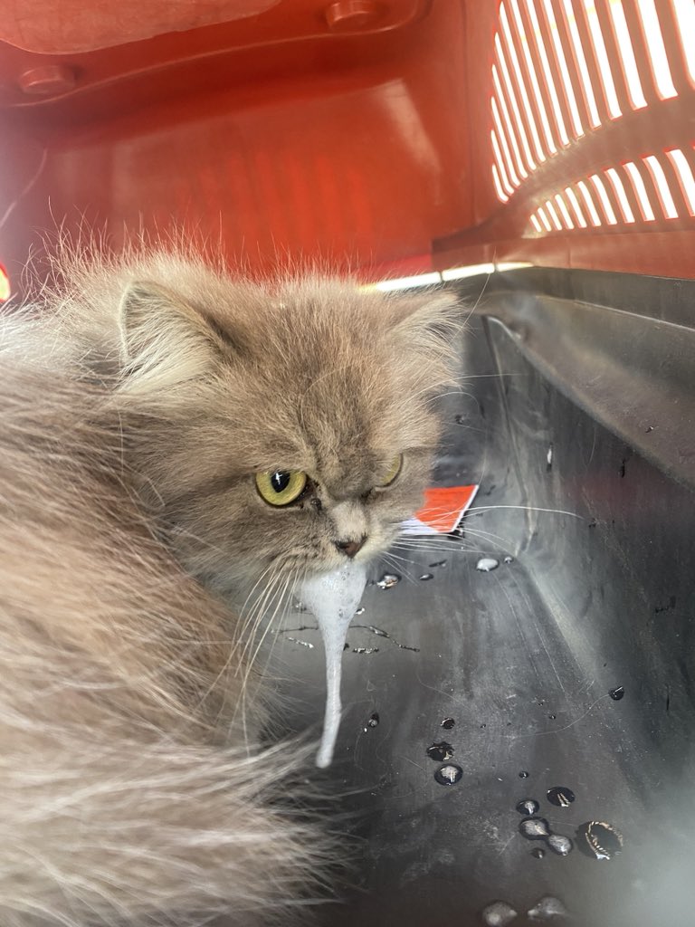 Sharif30Jamal's tweet photo. My cat Lulu is pregnant and I'm very scared for her. Please donate so I can take her to the vet. 🙏😭💔

https://t.co/cb0EfvlWXX https://t.co/0M2MSAiWkd