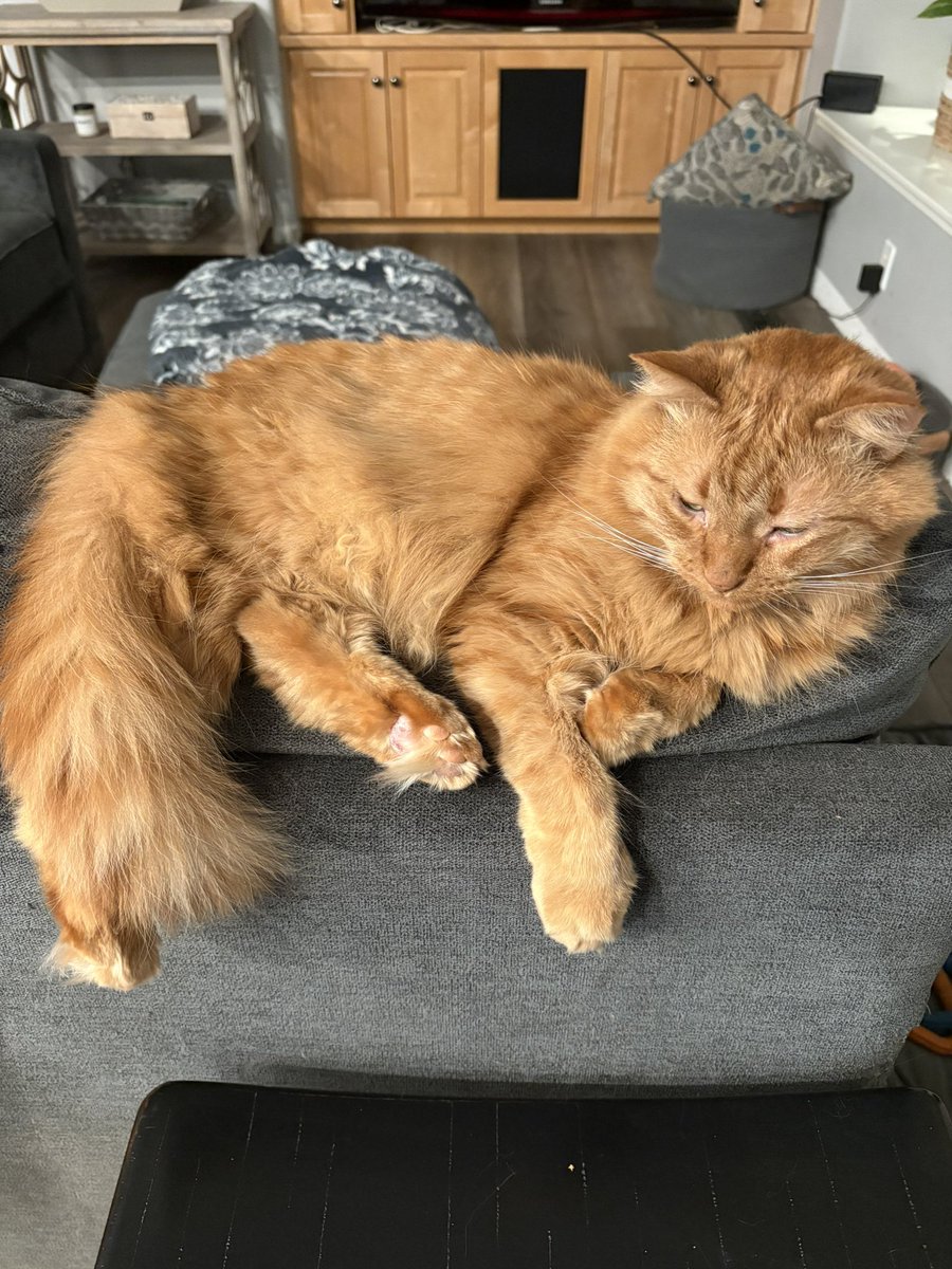 samreposa's tweet photo. greatest cat who ever lived https://t.co/zpFxtKOs3l