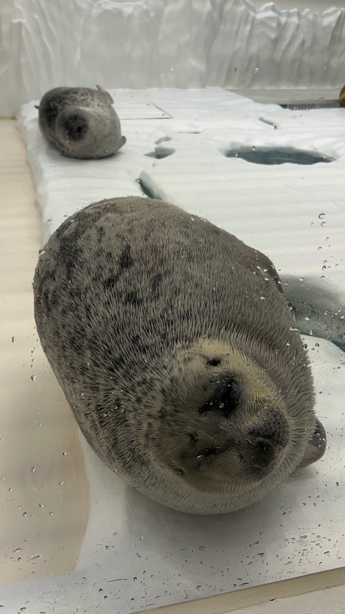 整列 #海遊館 #ワモンアザラシ