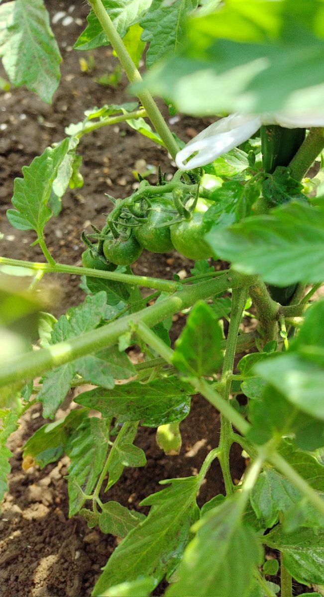 ka__zu_sa's tweet photo. 夏の家庭菜園
早くもトマト🍅が実を付けています😊 https://t.co/zFGyWHKpZl