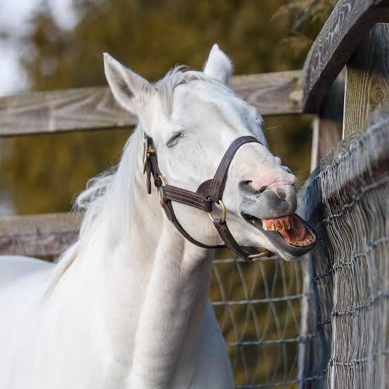 viridityghost's tweet photo. feeling a sort of joy over this horse an irl showed me why is he like this https://t.co/hP3z7zWWVM