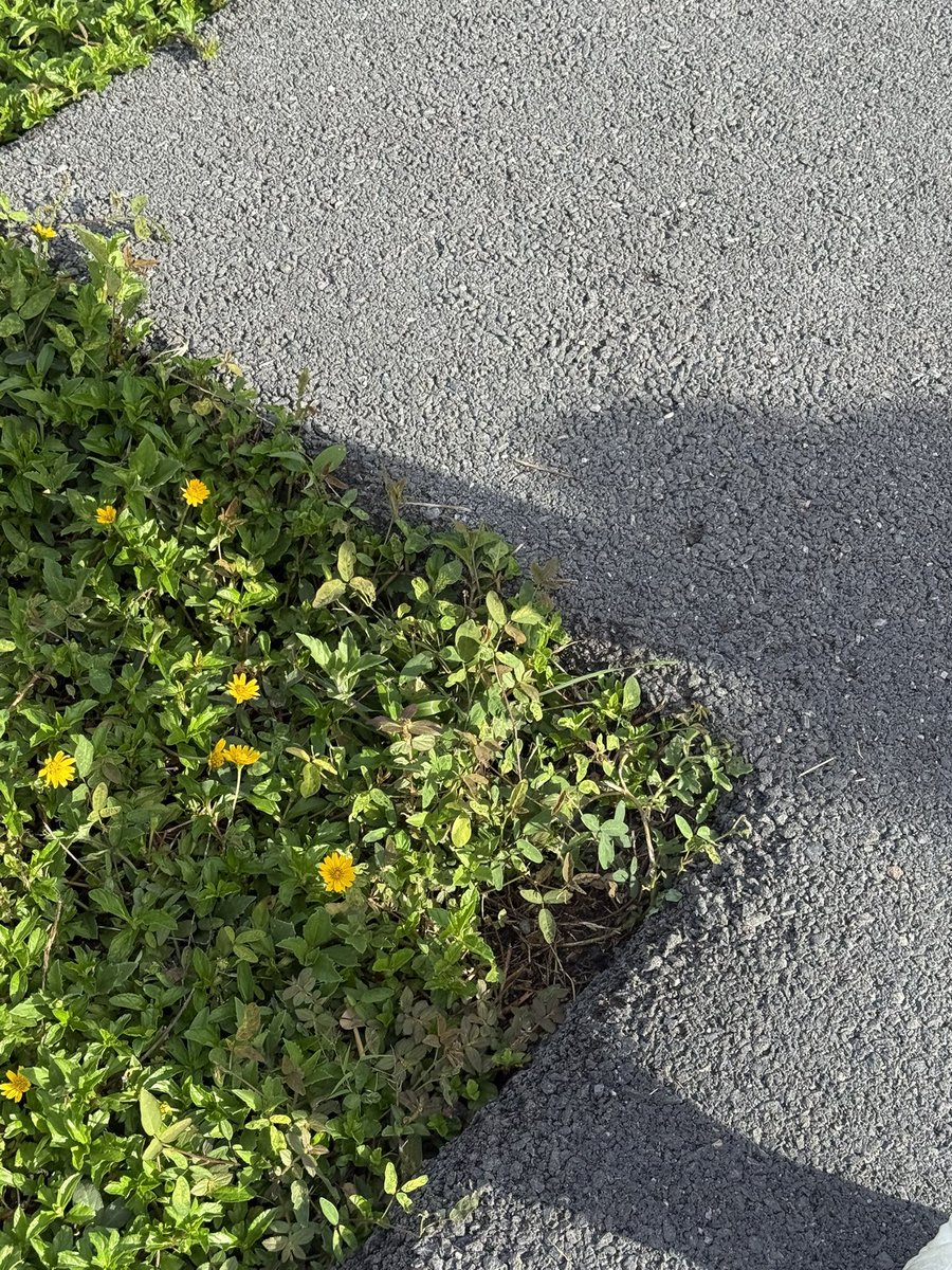 kkennatthapong's tweet photo. 😪🌱 #kennatthapong https://t.co/iyOXDMGozr