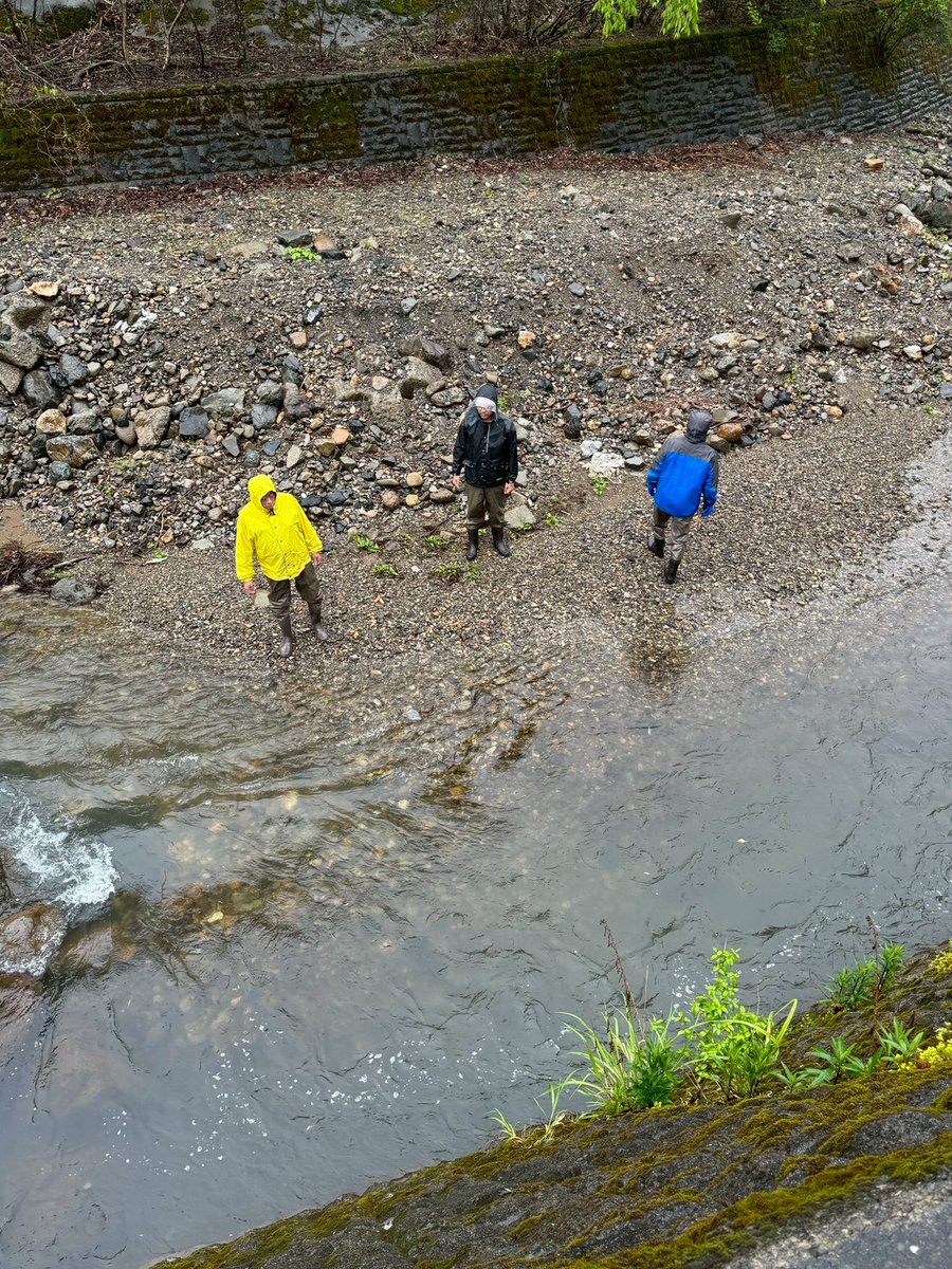 FISHPASS5's tweet photo. 【放流情報】福井県　河野川漁協

稚鮎の放流を行いました。

後日、稚鮎の遡上する様子も確認でき、解禁が楽しみになってきました。

今年は6月27日に解禁を迎えます。
皆様のお越しをスタッフ一同心よりお待ちしております。

河野川漁協HP：https://t.co/EhzuYj37xE

#河野川 #鮎 #フィッシュパス https://t.co/TJJnHgxx4q