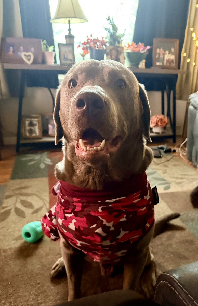 Jackson & Willow tweet media