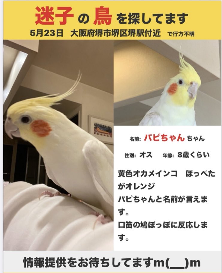 Mari2uq's tweet photo. 迷子のオカメインコをさがしています
5月23日に堺市堺区の駅付近から迷子になりました
何か情報があれば教えてください
よろしくお願いします https://t.co/OBFY6PQ94h