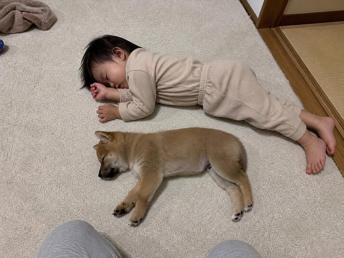 大喜利馬 tweet media