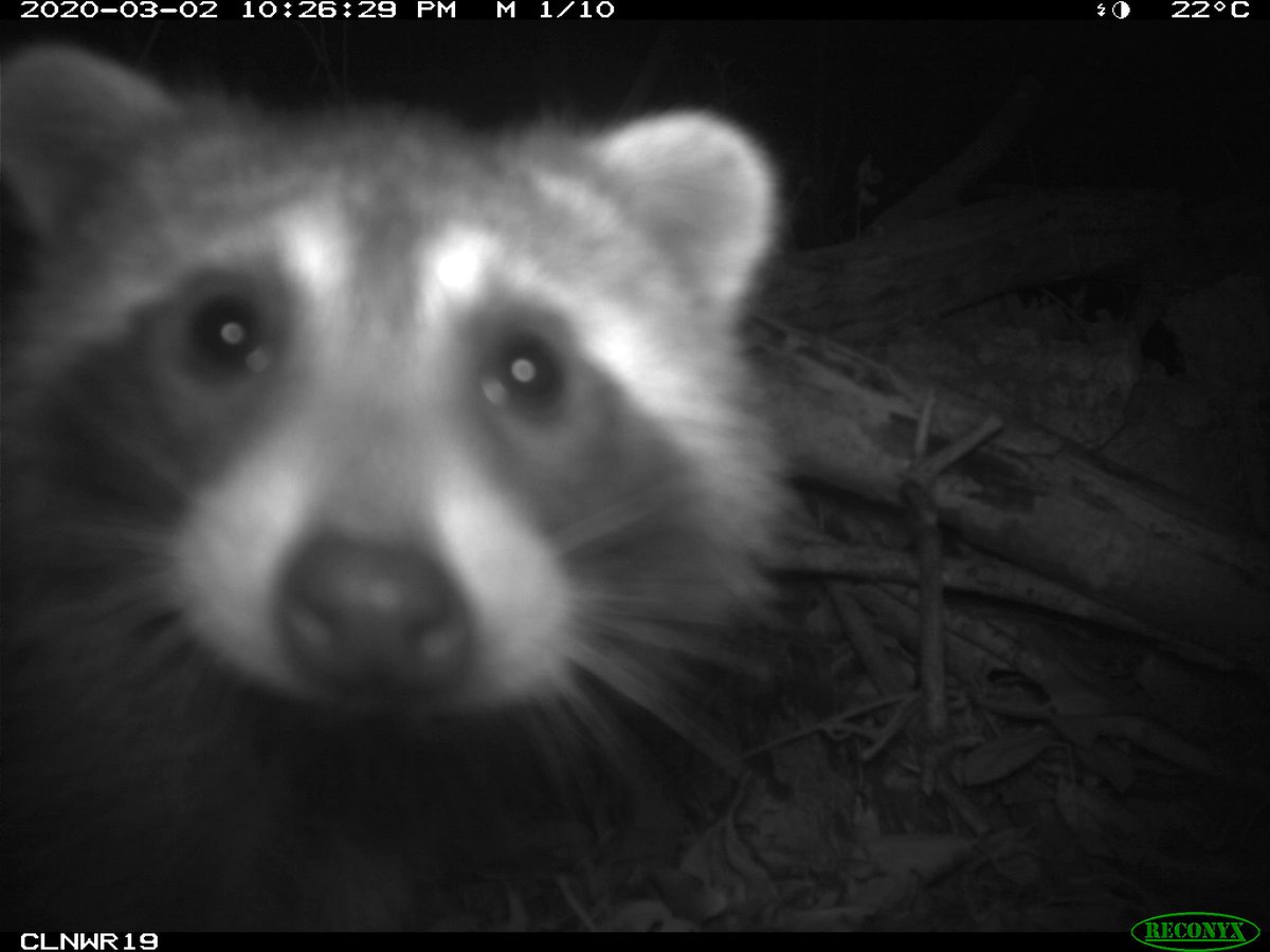 Trail_Cams's tweet photo. https://t.co/T8sbCubiC3