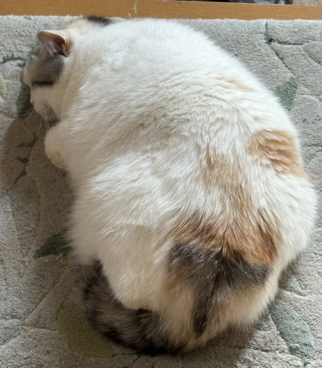 yokunerunene's tweet photo. 玄関マット🥰
ねねねてる https://t.co/FdwE3T9zW8