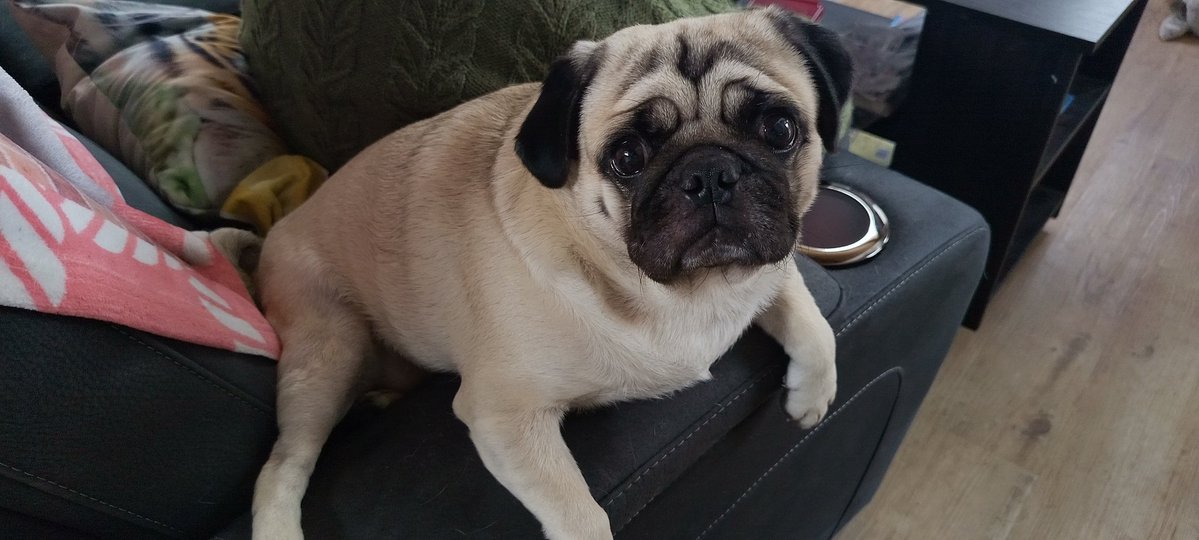 Rhepli's tweet photo. @MataraKan I also has pug (her name is Pheobe) https://t.co/sLWTZKTXLn
