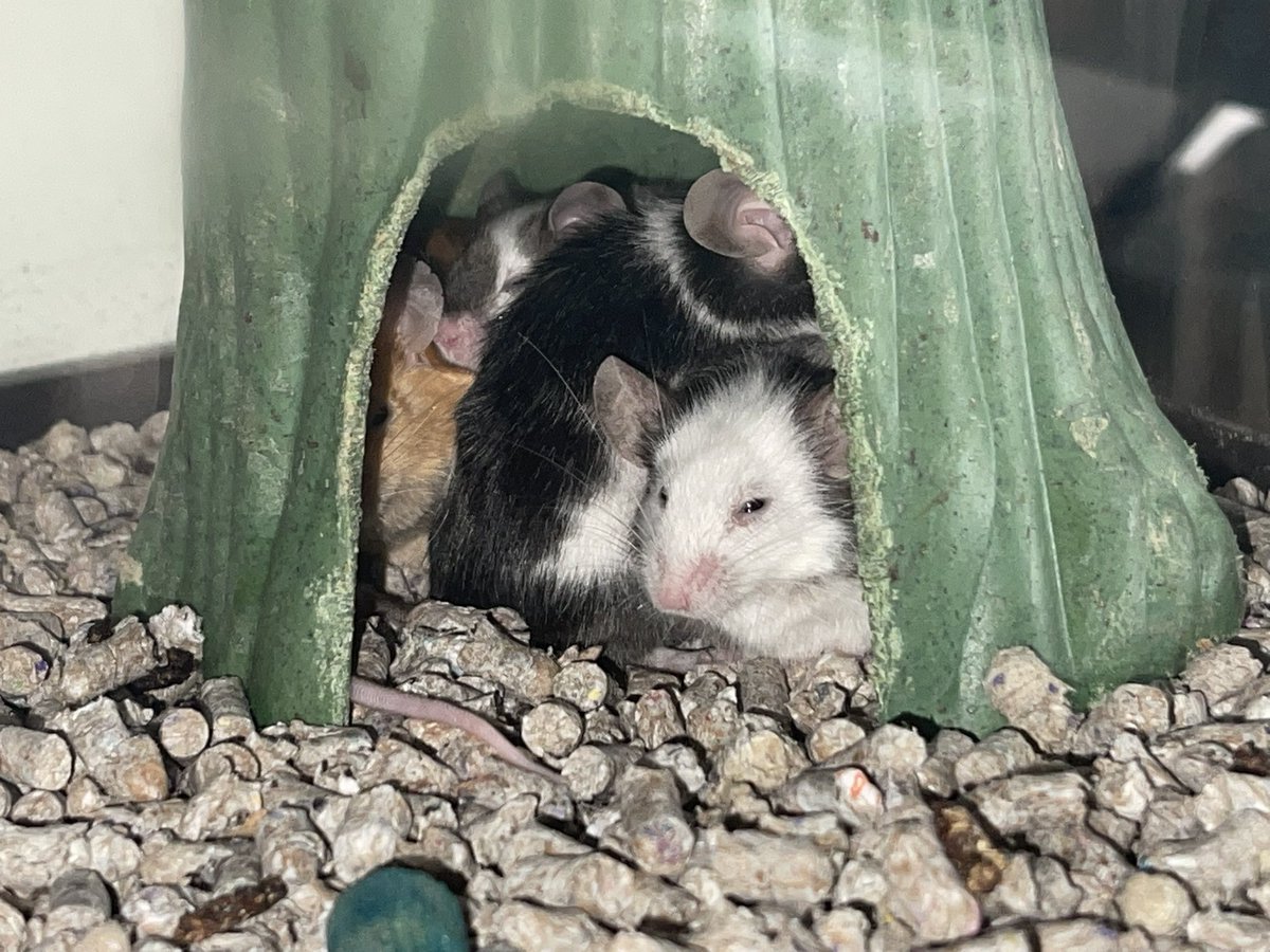 hwn2013's tweet photo. Nalea, Bing, Geller &amp; Mordecai
#mouseowner #petlife https://t.co/aqGXiFBkKx
