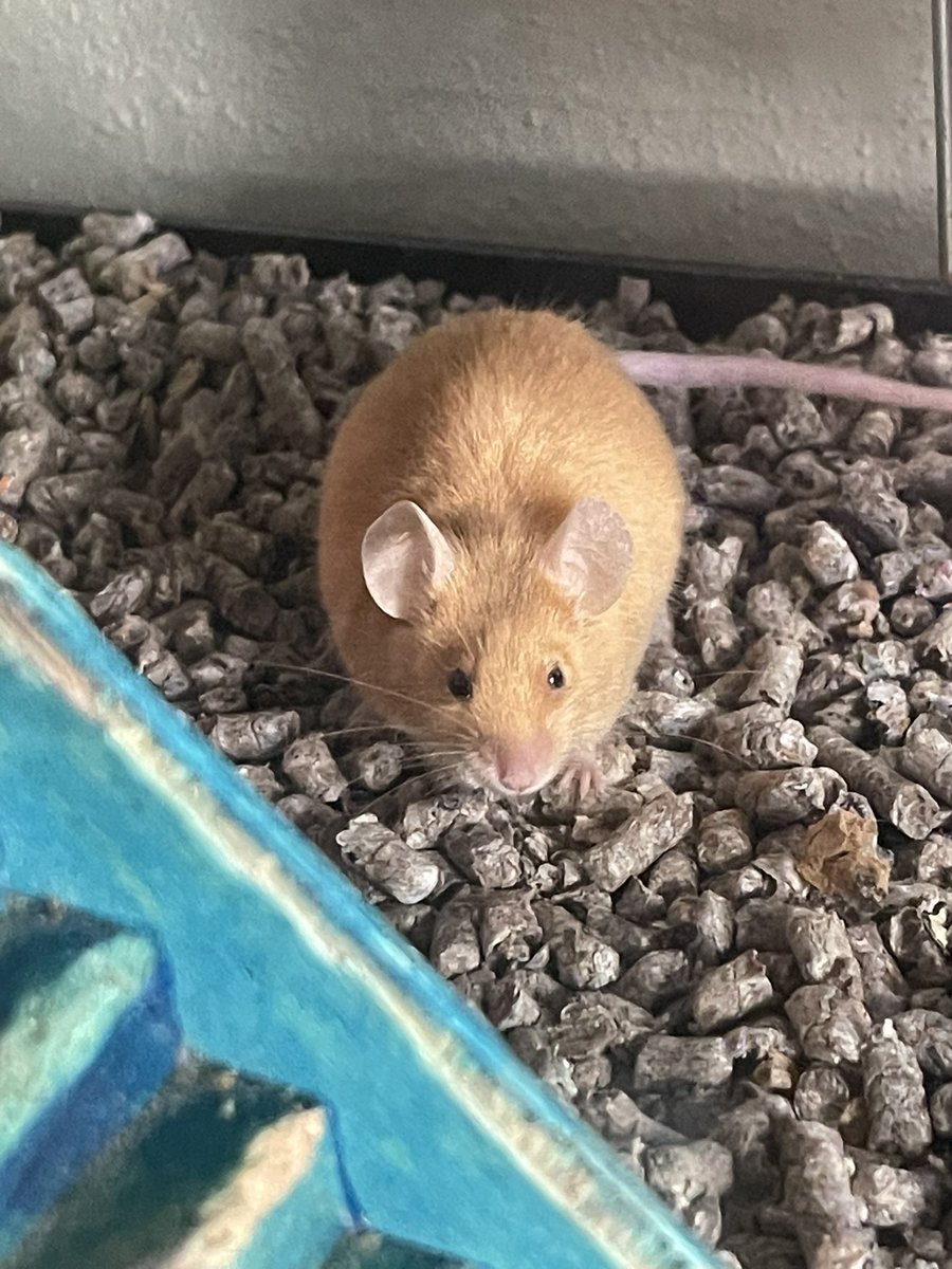 hwn2013's tweet photo. Nalea, Bing, Geller &amp; Mordecai
#mouseowner #petlife https://t.co/aqGXiFBkKx