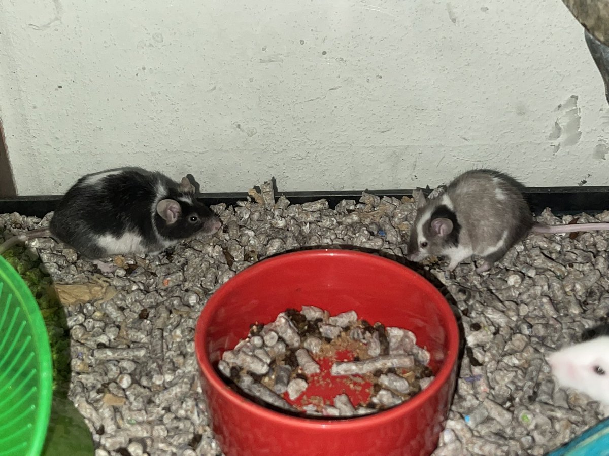 hwn2013's tweet photo. Nalea, Bing, Geller &amp; Mordecai
#mouseowner #petlife https://t.co/aqGXiFBkKx