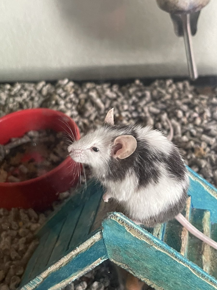 hwn2013's tweet photo. Nalea, Bing, Geller &amp; Mordecai
#mouseowner #petlife https://t.co/aqGXiFBkKx