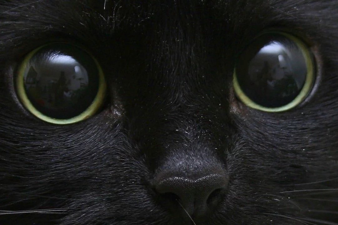 𐙚 tweet media
