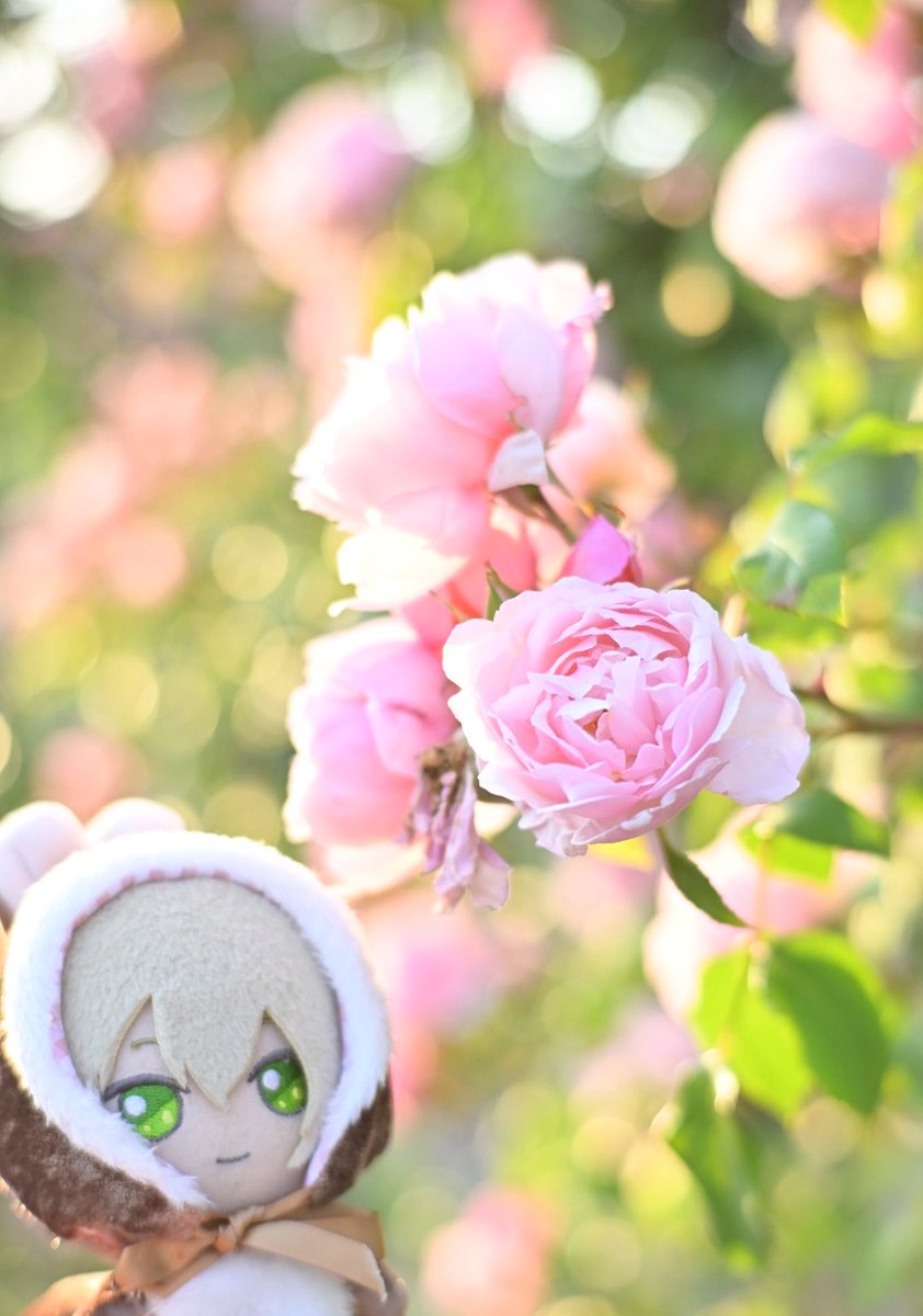 yukimhyk's tweet photo. おはよ https://t.co/TqjwoJ1lzp