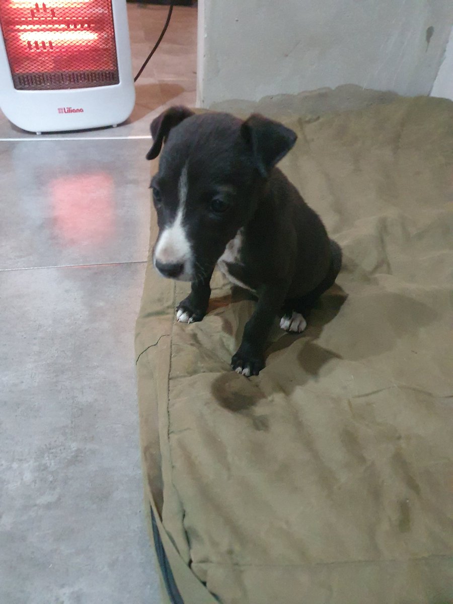 Ye94316774's tweet photo. Encontré una! De las que faltaban 🙏 aguantó sólita, este frío 🥲
Es igual a su hermana 🙏🆘️
POR FAVOR ADOPCIÓN YA 🙏 
MERLO BS AS 🇦🇷
02204033578 https://t.co/bHfQQmlOIu