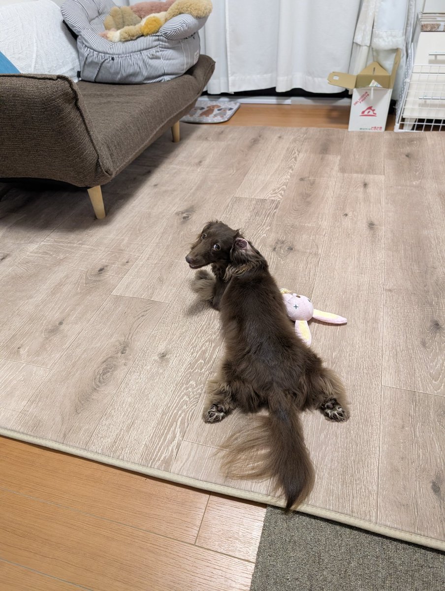 ⊹⁺‧ ⊹˚ カーペット夏用に変えましたෆ ステキでしょ 今日もステキ