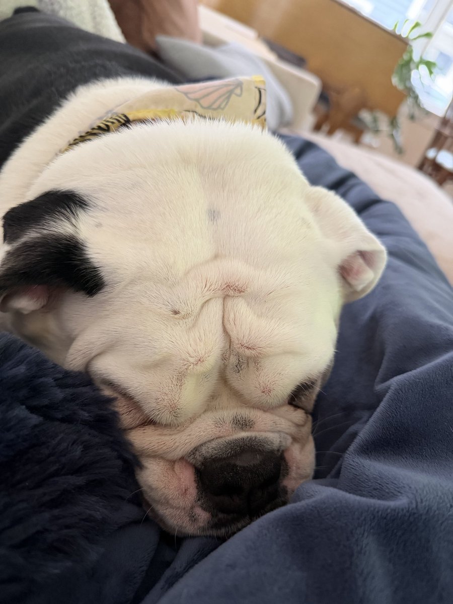 SammySurface's tweet photo. Was down for the count today but had the best nurse. https://t.co/nBKWDgBagA