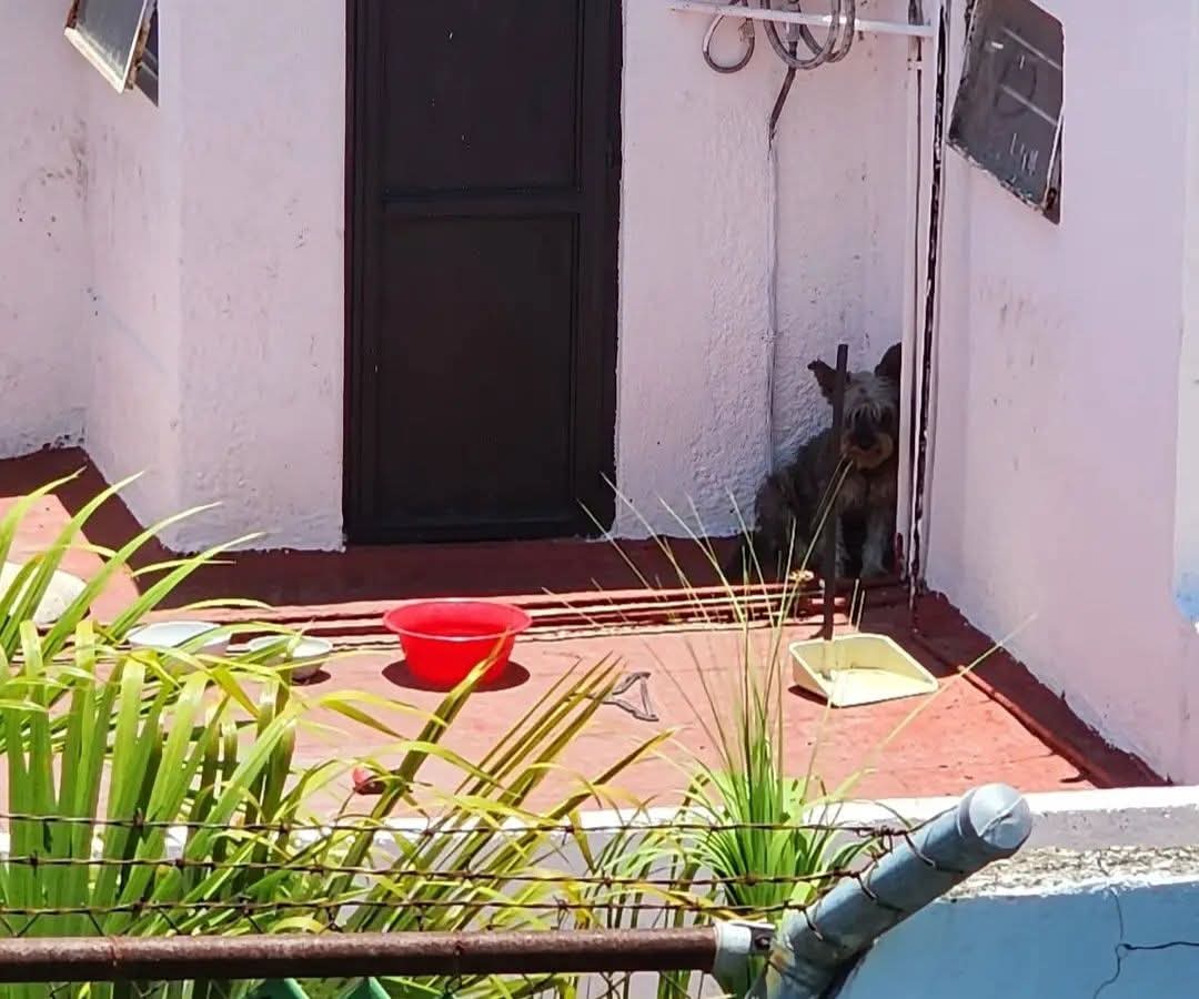 PatitasGdl's tweet photo. Nos reportan maltrato animal

Perrito abandonado en azotea
12:30 del día, sin sombra, sin agua y entre heces de aprox una semana.

Calle San Uriel 585 en Col. Chapalita

¡Ayuda! @Trafico_ZMG https://t.co/0AsS2s5FDY