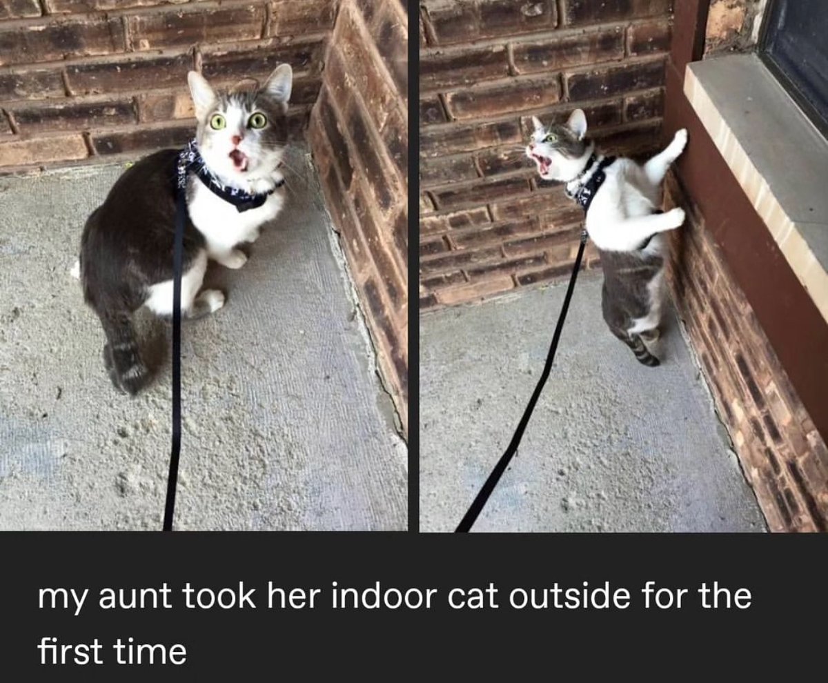 Punch Cat tweet media