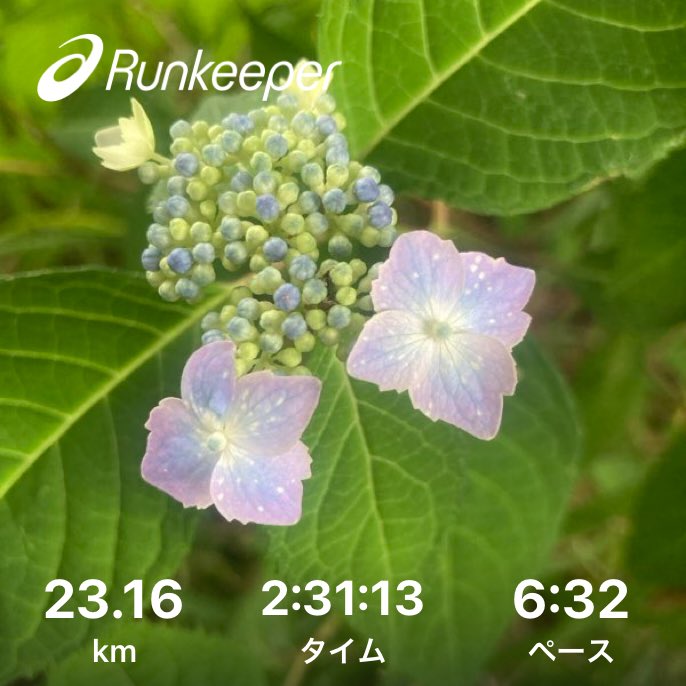 Hiroscope2's tweet photo. おはようございます☁️
5月24日の朝ランです。本日も23km走りました。紫陽花のシーズンが近づいてきましたね。
足に疲労が蓄積されてるのでランニング後はゆっくり休養とります。
お疲れ様でした。
#朝ラン #ランニング #ジョギング https://t.co/tUrwv1OLGV