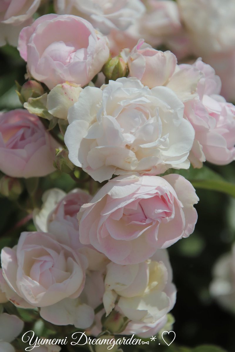 夢美🎀*˘◡˘* ˚·̩̩̥˚̩̥̩̥*̩̩͙🌸 tweet media