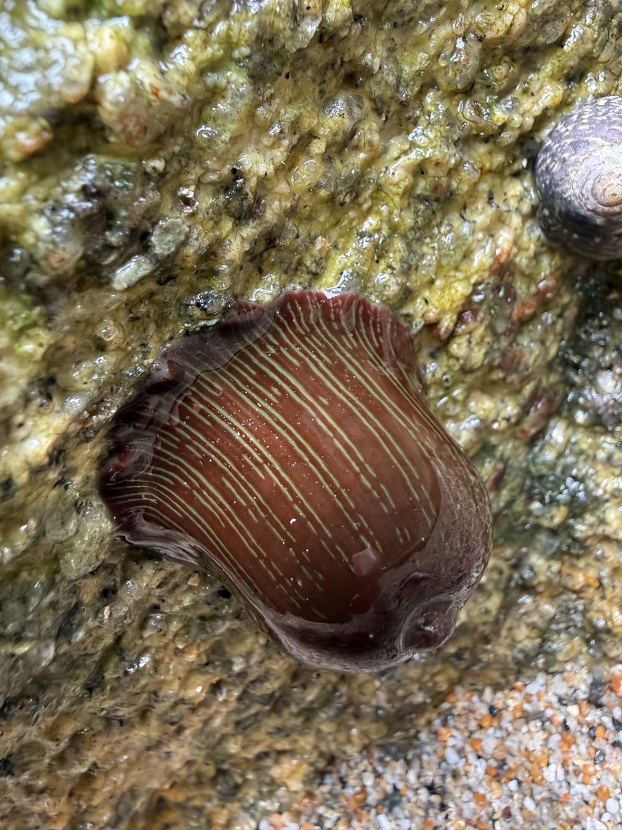 EledaReeth's tweet photo. Par Sands, Cornwall, anemones. https://t.co/Yy5qFJIv5q