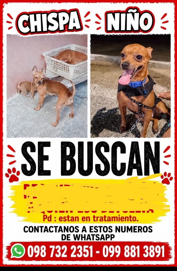 AlertaMePerdi's tweet photo. #PERDIDOS #GUAYAQUIL
Nombres: #Chispa y #Niño
Fecha: 2026-05-01
Sector: Sur,En el Guasmo Sur por la iglesia La Dolorosa
Sexo: Hembra y macho
Raza: Chihuahuas
Observación: color caramelo
Contacto: 0987322351
¡Ayúdalo a volver con su familia!
#AlertaMePerdí https://t.co/YNYEsiCevK