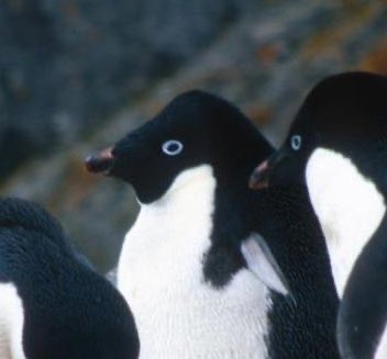 Criminal Penguin tweet media