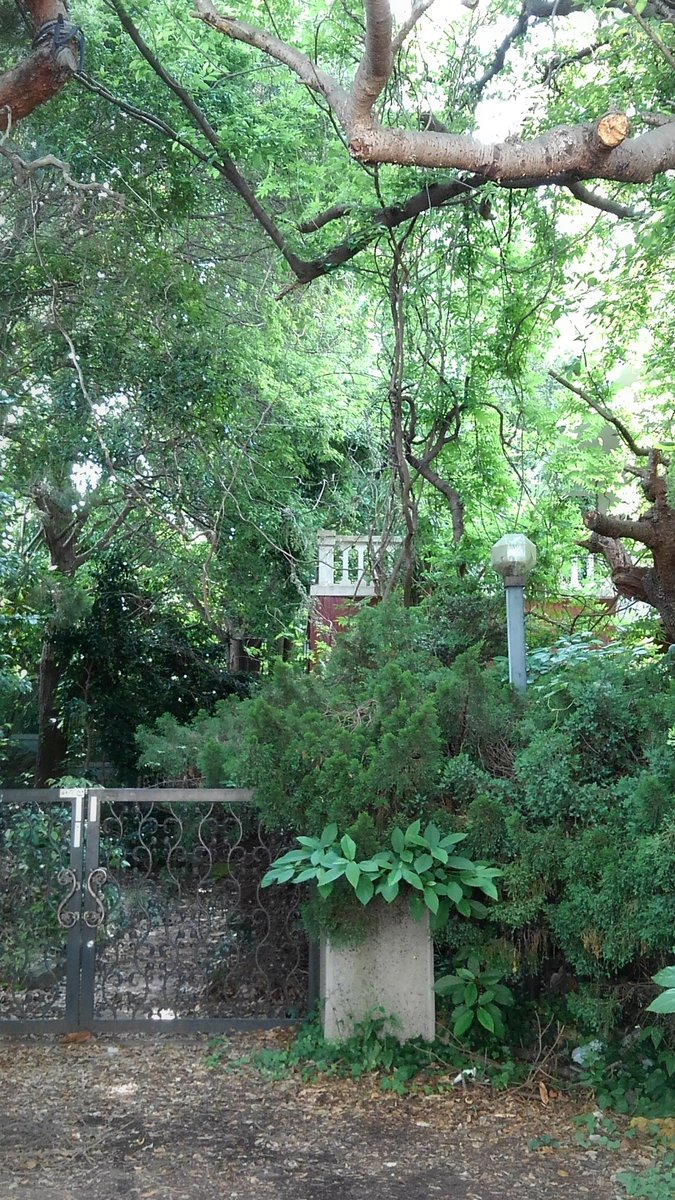 IcYu7130's tweet photo. とある横浜の高級住宅地。
その中に一区間だけ廃墟のような建物があり…
緑に埋もれる様に建つその洋館に心惹かれた。
どこか不思議な感覚が忘れられず、しばらくして訪れると…
洋館も緑も忽然と消えており、立ちすくむ私の前には、５月の日差しに暖かく照らされた更地があるだけだった。。 https://t.co/lNfml0TeSb