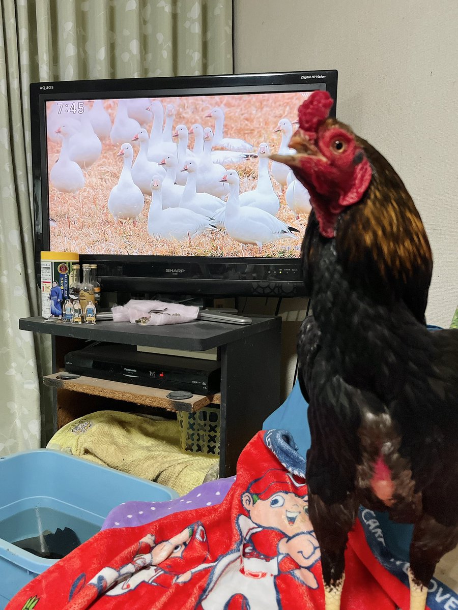 鴨㌠ テケ＆チハ tweet media