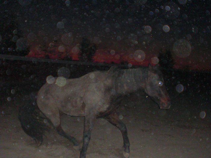 Presto 🏜️ Horse Club ✦ 5/29 tweet media