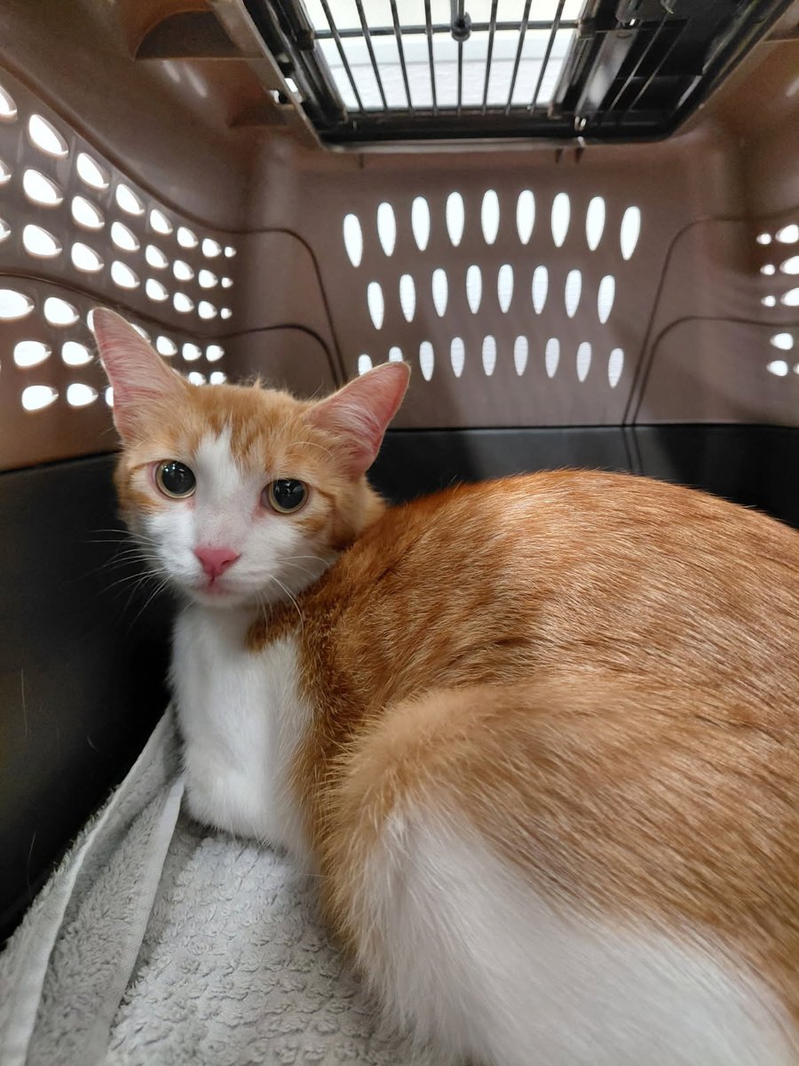 GuelphLostPets's tweet photo. SEEKING OWNER. This orange tabby &amp; white short-haired female cat was found near Hadati Rd &amp; Auden Rd in Guelph on May 22. Not spayed. If she's yours or you have any info about her contact #Guelph Humane Society at 519-824-3091 or lostandfound@guelphhumane.ca (ID 2000430445) https://t.co/lqDGegisVX