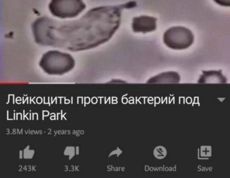 🚩ястребица 🚩 tweet media