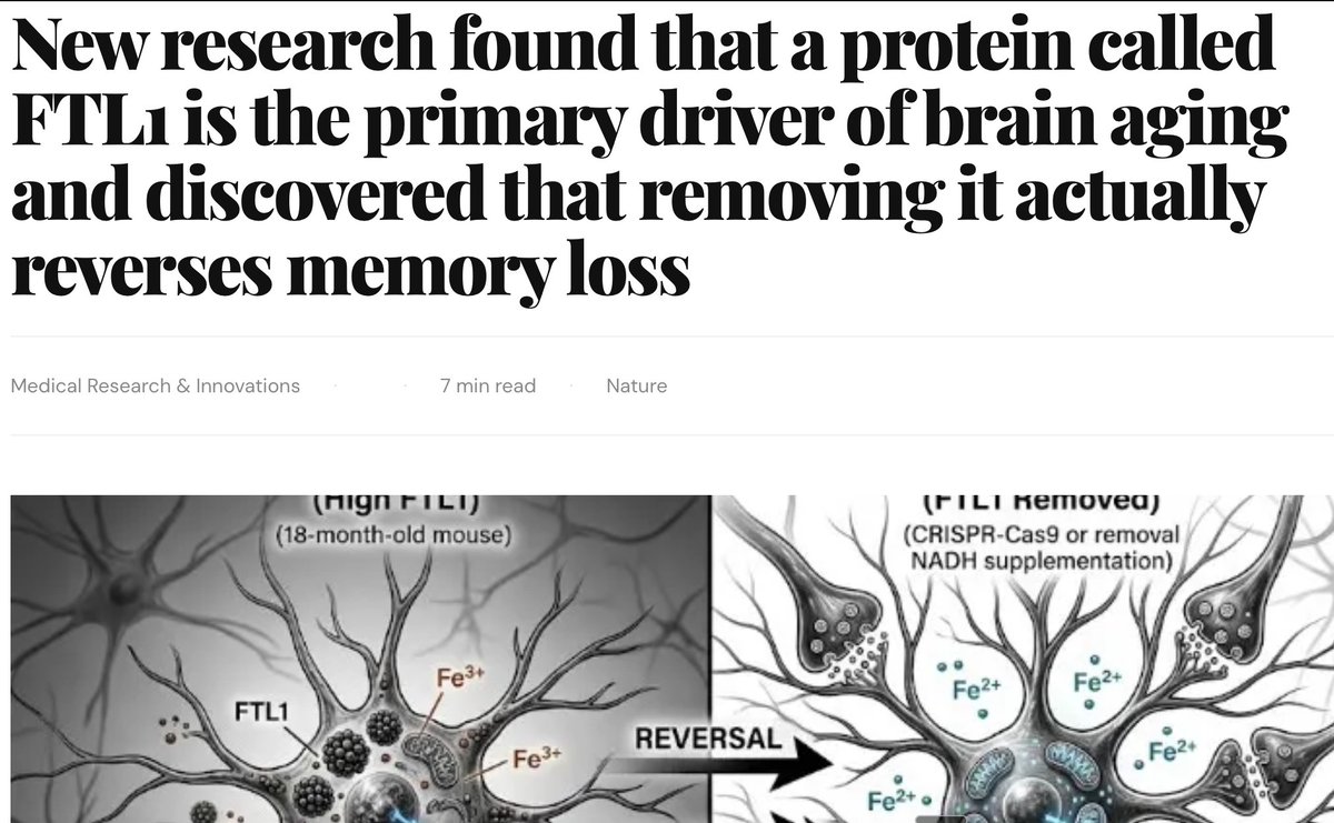 kimmonismus's tweet photo. The brain doesn't forget because neurons die. They just go dark. And one protein controls the switch. Insane find:

Researchers at UCSF screened every protein that changes in the aging hippocampus. One stood out: FTL1, a ferritin subunit your doctor already measures in routine bloodwork.

When they removed it from old mice, the animals didn't just stop declining. Synapses regrew. Memory recovered.The mechanism is almost elegant in how brutal it is: excess ferritin traps iron in a form mitochondria can't use → ATP drops → synapses starve and go silent. The neuron doesn't die. It just disconnects.

Most aging research sells you "delay." This paper, published in Nature Aging, demonstrated bidirectional reversal - increase FTL1 in young mice, they age. Remove it from old mice, they recover.

Human trials are still away. But the protein accumulates in the same region of human Alzheimer's brains, and serum ferritin already correlates with cognitive decline across multiple large studies. The mouse finding isn't happening in a vacuum.