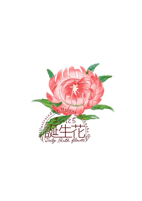 5月24日 ヘリクリサム 花言葉 想い出 #1日1絵 #まいにち誕生花