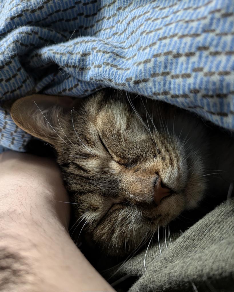 テト猫ページ 猫のテト (@cat_tetoteto) / Posts / X